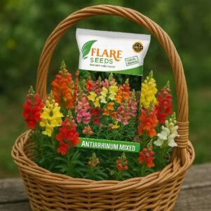 Anthirrhinum Flowers Seeds