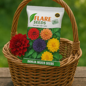 Mixed Dahlia Seeds high Germination seeds. Pack of 100 Seeds