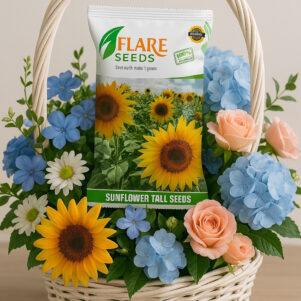 Sunflower Tall Seeds for Planting. Pack of 100 Seeds