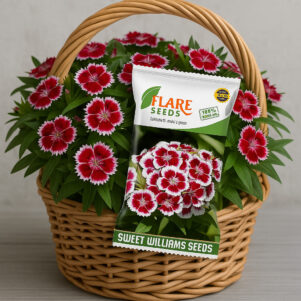 FLARE SEEDS Sweet William Winter Flower Seeds For Gardening | Pack 100 Seeds