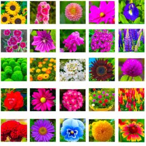pack of 25 variety flower seeds