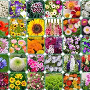 30 Variety Flower Seeds