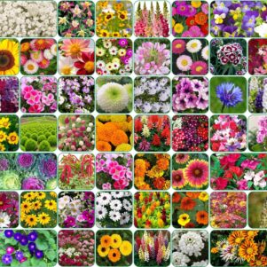 50 Varieties of Flower Seeds Combo For Your Garden
