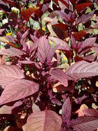 Amaranthus plant