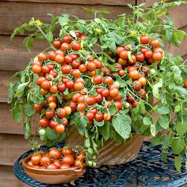 Cherry Tomato Plant