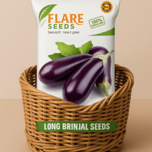 Long Brinjal Seeds