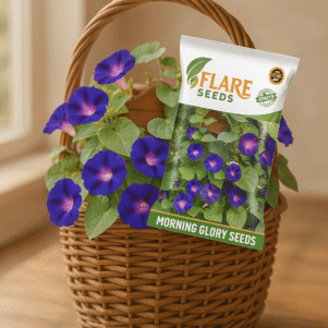Morning Glory Flower Seeds