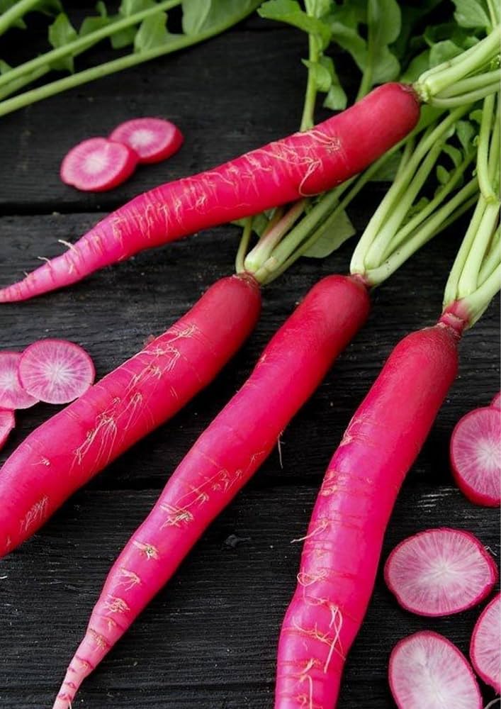 Radish Red seeds 1