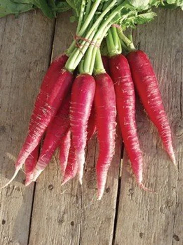 Radish Red Seeds Long Vegetables Seeds For Gardening (Pack of 100 Seeds) - Image 3