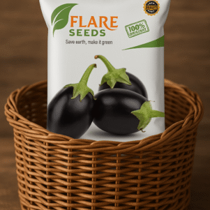 Round Brinjal Seeds