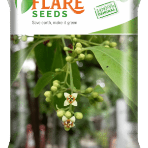 SANDALWOOD SEEDS