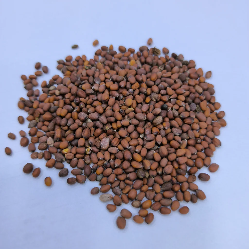 Singra Seeds