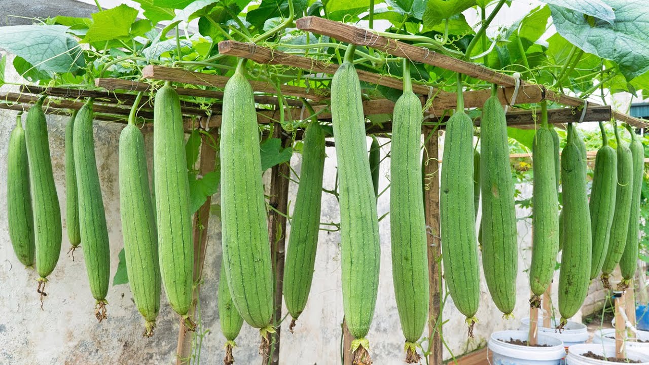 Sponge Gourd Image 2