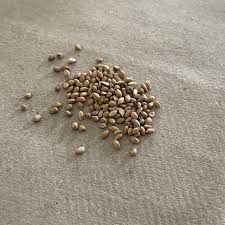 mulberry shahtoot seeds