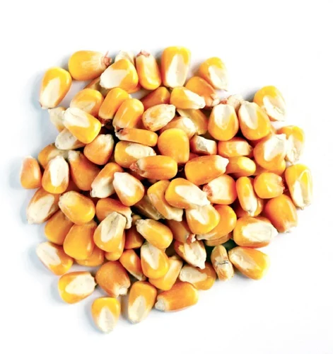 Sweet Corn Seeds (Meetha Makka) (50 Seeds) Vegetable Seeds for Home Garden, Organic & Perfect for Home Gardening, Planting For Pots and Patio - Image 2